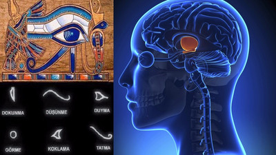 Horus'un Gözü Talamus'un keşfi