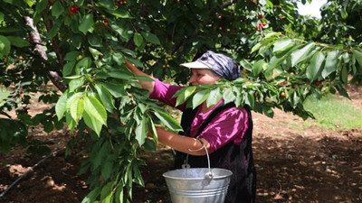 Onlara sokağa çıkma yasağı yok: Tarım işçisi kadınlar salgında 40 derece sıcakta çalışıyor