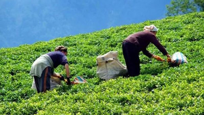 'Sokağa çıkma yasağında çay hasadına ve fabrikalara izin verilsin'