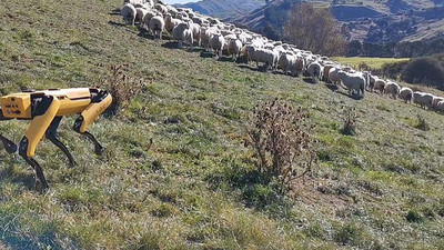 Yeni Zelanda'da robot çoban köpeği geliştirildi