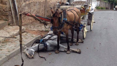 'Faytona binme atlar ölüyor!’