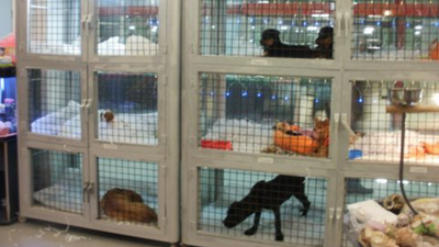 'Pet shop'larda hayvan satışı yasaklanacak'