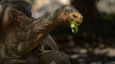 Yüksek libidosuyla türünü kurtaran 100 yaşındaki Galapagos kaplumbağası Diego, emekliye ayrıldı