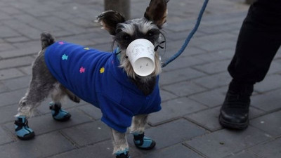 Danimarka'da köpek ve vizonlarda Corona çıktı