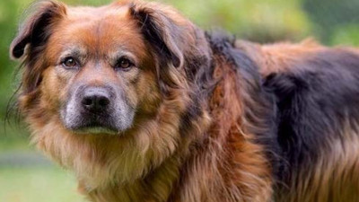 Sigorta Tahkim Komisyonu ‘köpeği’ suçlu buldu: Yola fırladı