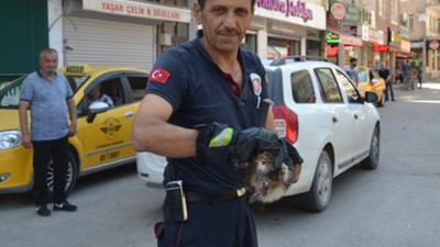 5. kez araba motoruna giren kedi barınağa gönderildi