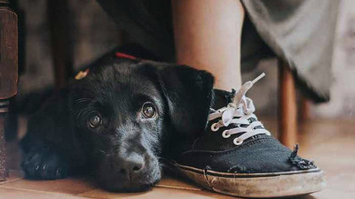 Yılın köpek fotoğrafçılığı yarışması sonuçlandı