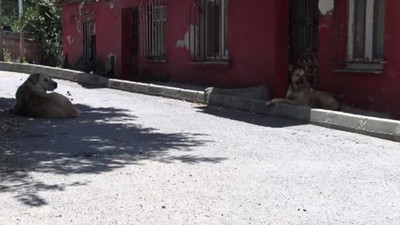 Sokak köpeklerini besleyen ailenin evi taşlandı