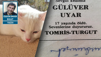 Kedi evdir