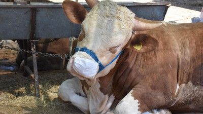 İnsanlar maskeyi dikkate almayınca boğalara maske taktı