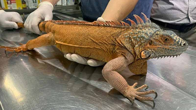 Üsküdar'da 125 cm büyüklüğünde iguana bulundu