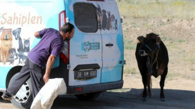 Öldüren sevgi: Kaçan boğaya 'gel kurban olduğum' diye seslendi