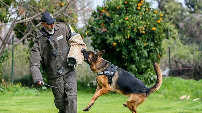 Hollanda'da köpek eğitiminde elektrik şoku kullanımı yasaklandı