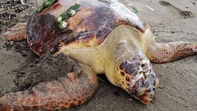 Başına darbe alan caretta caretta tedaviye alındı