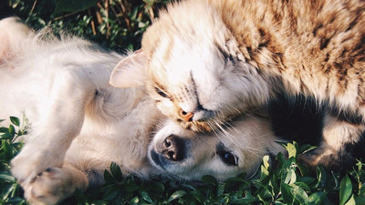 Araştırma sonuçları ortaya koydu: İnsanlar kedi ve köpeklere Coronavirus bulaştırıyor