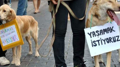 Aynı mahallede 3 ayda 25 kedi zehirlenerek öldürüldü: Bu nereye kadar devam edecek?