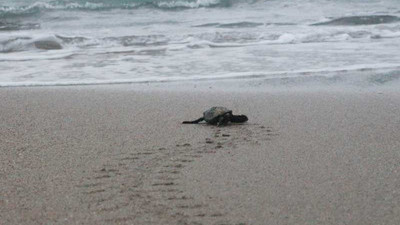 'Gerçek sahiplerine kavuştu': Caretta yuvalarında pandemi rekoru