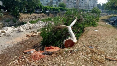 Millet Bahçesi için asırlık ağaçları kesip, 'Zaten ağaç dikiyoruz' cevabı verdiler