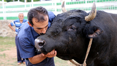 Bayramda 4 milyona yakın hayvan kurban edildi