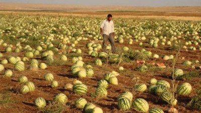 Karpuz kabuğu bu yaz Adana'da denize düşmeyecek