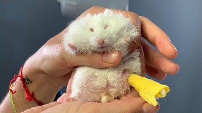 Ayağı kırılan 25 gramlık hamster 'Böğürtlen'e pim takıldı