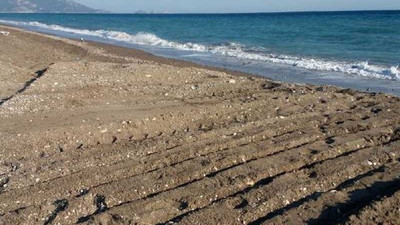 Antalya'da sahile giren iş makineleri caretta caretta yuvalarını ezdi