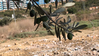 Şaşırtan karar: 1500 yıllık zeytin ağacı yerine 5 yıllık villayı yıktılar