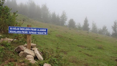 Piknikçilere uyarı: Bu bölge ineklerin piknik alanıdır, insanlara yasak