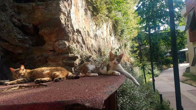 Galasaray Üniversitesi Rektörlüğü kampüste kedi beslenmesini yasakladı