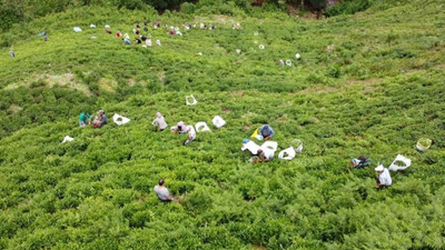 Rize'de kaza yapan tırın içinden ithal çay çıktı, Bakan Pakdemirli 'İthalat sınırlaması yok' dedi