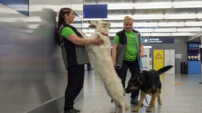 Finlandiya'da Coronavirus tespitinde köpekler görevlendirilecek