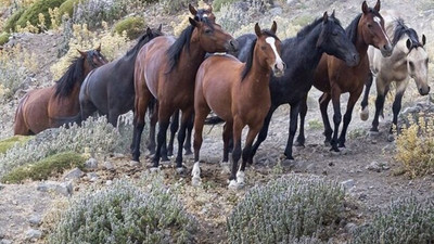 Siyanürlü altın için yılkı atlarını sürgün edecekler