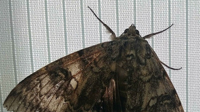 Çernobil'de kuş büyüklüğünde kelebek bulundu