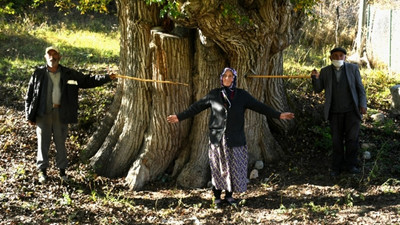 Dünyanın en yaşlı armut ağacı Artvin'de bulunmuş olabilir