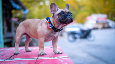 ABD’nin Kentucky eyaletinde bir köpek belediye başkanlığına seçildi