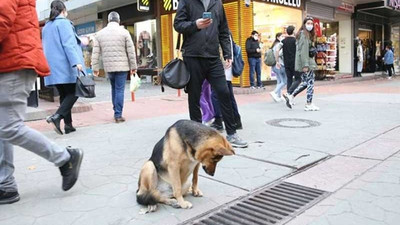 İtfaiyeyi harekete geçirmişti: Mazgalı izleyen köpeğin fare beklediği ortaya çıktı