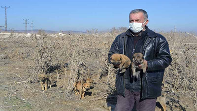 Topladığı ve satın aldığı yiyeceklerle sokak hayvanlarına bakıyor