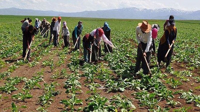 Şeker fabrikalarında asıl yükü çeken mevsimlik işçiler 25 yıldır kadro bekliyor