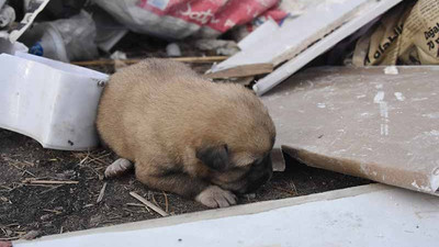 Kulübe ateşe verildi, 9 yavru köpek öldü