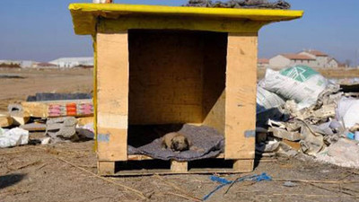 Köpek ve yavrularının kulübesi yakıldı yeni yapılan yuva da aynı gün çalındı