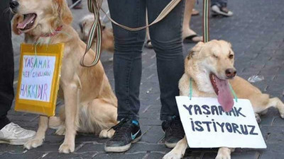 Bursa'da ormanlık alanda 20'den fazla köpek ölü bulundu