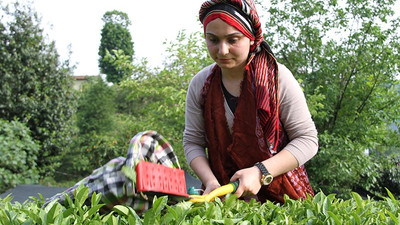 20 ton küflenen çay imha edildi: Varlık Fonu'ndaki ÇAYKUR yine zararda