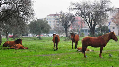 Manisa'da aç kalan yılkı atları şehir merkezine indi