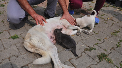 Anne köpek, yavru kedinin süt annesi oldu