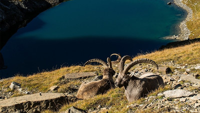 Dersim'de şüpheli şekilde ölen 8 yaban keçisi için suç duyurusu