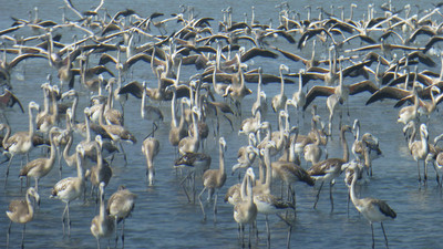 Flamingolar İzmir'de mutlu