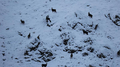 Dersim'de, Dünya Doğa Koruma Birliği tarafından koruma altında olan 'şamua'lar görüntülendi