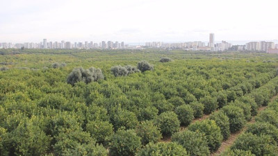 Sanayi sitesi için 60 bin ağaç katliamı: 'Ranta açılıyor' diyen arazi sahipleri tepkili