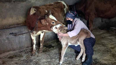 'Yaşamaz' denilen buzağıya evinde baktı, annesiyle buluşturdu