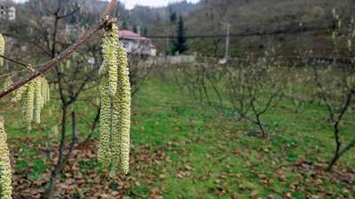 Kışın tomurcuk veren fındıkta 'zirai don’ tehlikesi